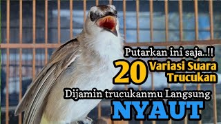 20 Jenis suara trucukan ini AMPUH  buat pancingan & masteran semua jenis burung trucukan agar GACOR 
