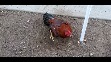 Cov qaib mos 2021 almost ready for 2022 update