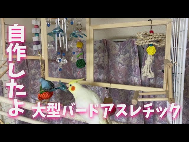 プチDIYで手作りした、広いバードアスレチック（バードジム） - YouTube