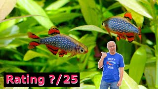 Celestial Pearl Danio! Right Fish For You?