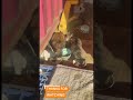 cats homeless #cat#shortvideo #youtubeshorts #youtube