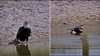 SWFL Eagles ~ DOUBLE BLESSING DAY! 💕 M15 & F23 At The Pond & Office Oak! M15 Takes A Bath 2.3.25