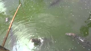 Kellan Battles a Gator at Smugglers Cove Miniature Golf in Madeira Beach, Florida (6/30/15)