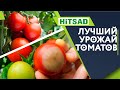 Томат Лимеренс Фото