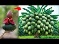 Special Technique for grafting banana with watermelon stimulates super fast and big fruit production
