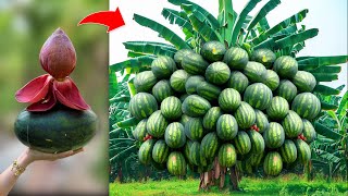 Special Technique for grafting banana with watermelon stimulates super fast and big fruit production