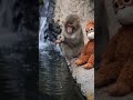 Gently cleans his little plushie, brushing off the dust and fixing its tiny ears. #animals #monkey