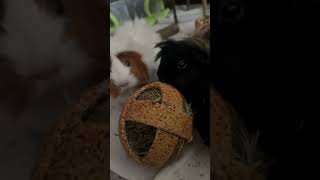 CUTE GUINEA PIGS #cute #guineapig #animals #pets #youtubeshorts