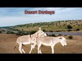Donkey diaries unveiling the charms of these equine beautiesthe story of domestic donkeys