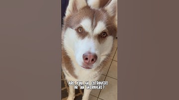 Extrovert Introvert or…..