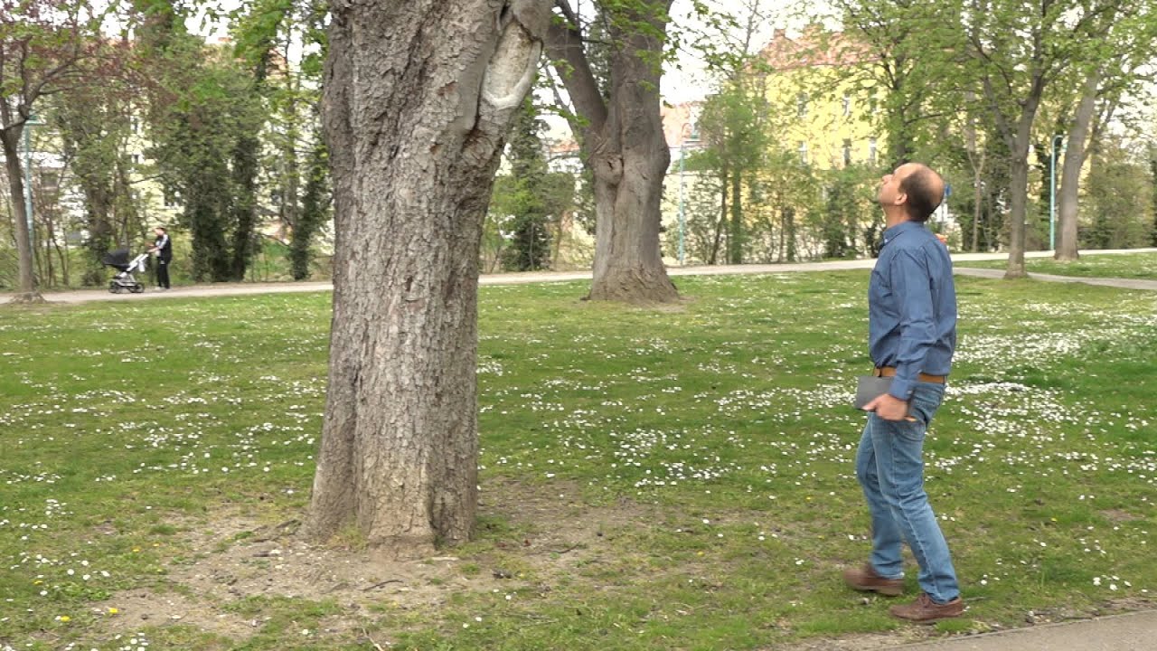 Baumkataster in Schwechat