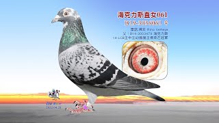 【雷諾】B19-3036061