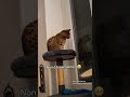 ⛈️😻 #cat #bengalcat #bengal #cats #gatti