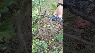 Gelatik Batu wingko shorts short