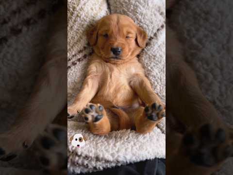 sleeping time 🔥 cute puppy sleep ❤️ #viral #dog #puppy #short #youtubeshorts