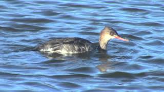 female merganser in slow motion