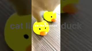😂 Funniest Animal Fails of 2026 | Cats, Dogs & Pets Gone Wild!🐶🐱 Warning: These funny pets may cause