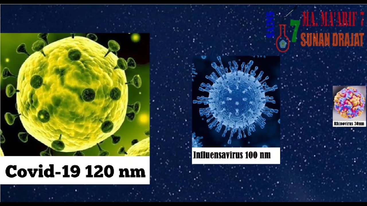 Membandingkan Ukuran Virus, Bakteri, Sel