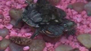 Three Headed Turtle
