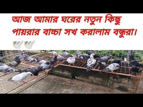 আজ আমার ঘরের নতুন কিছু পায়রার বাচ্চা সখ করালাম বন্ধুরা।🕊️🕊️