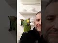 birds being idiots