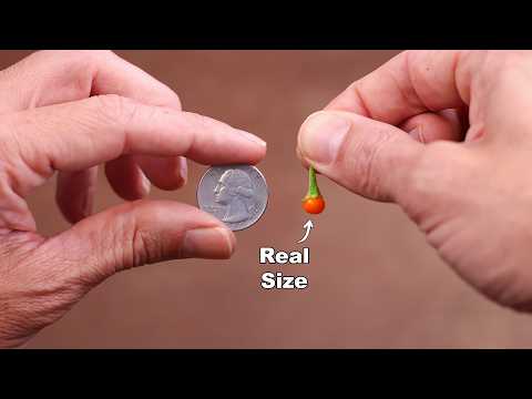 I Grew the WORLD'S smallest FRUIT