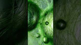 Microscope Lounge | The Still Energy of Life