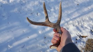 SHED HUNTING 2020!!! Awesome Freshies!! Early Shed Hunting in Wisconsin!