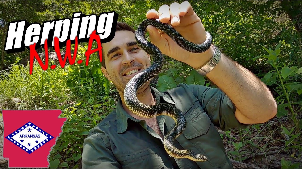 Herping Northwest Arkansas