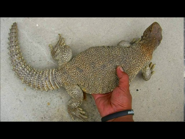 Обыкновенный Шипохвост|Дабб|Common Ridgeback|Dabb