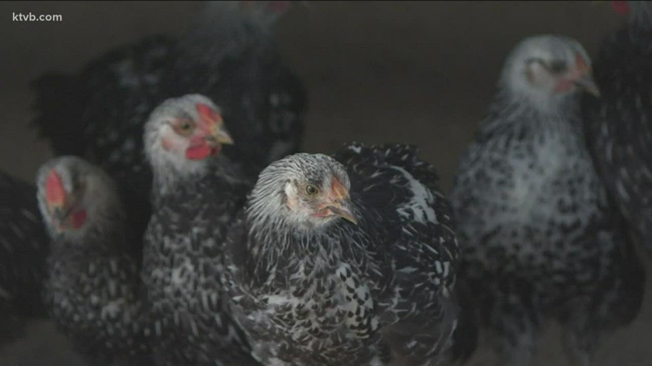 Bird flu confirmed in Idaho chicken flocks