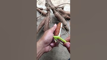 Thumbnail of simple way to process cassava without any hassle -Agriculture farming #shorts