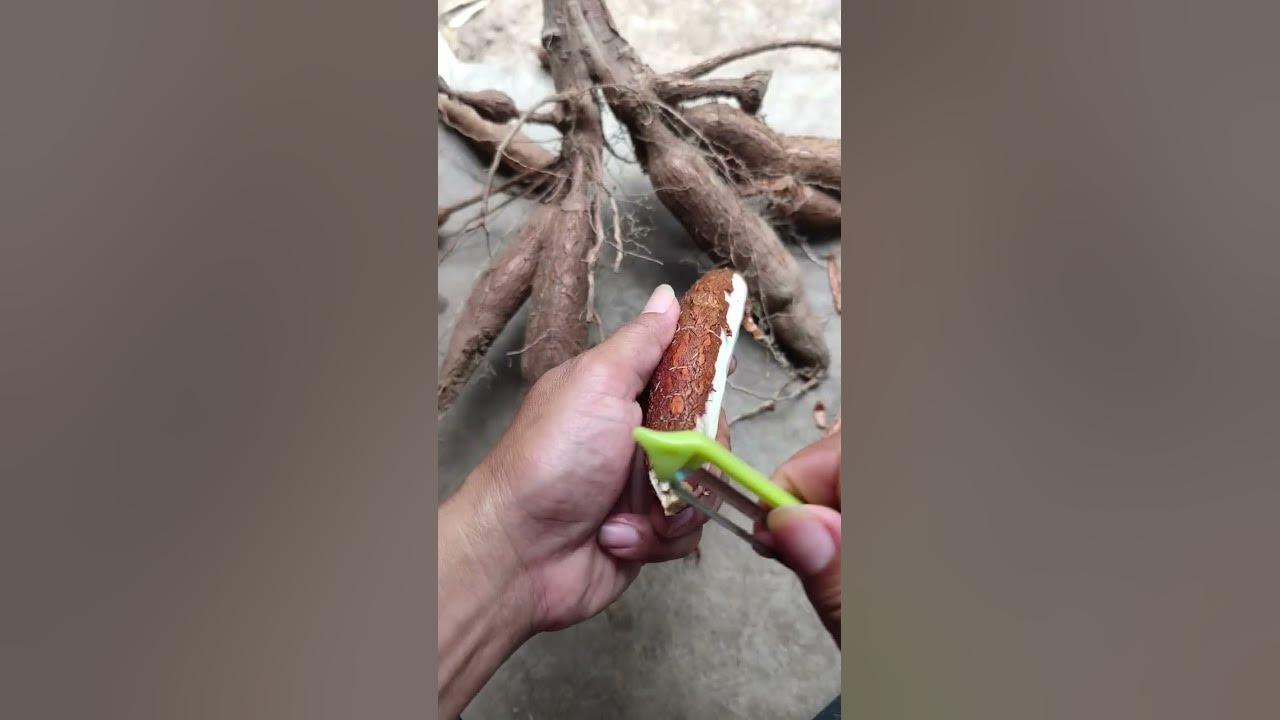 simple way to process cassava without any hassle -Agriculture farming #shorts