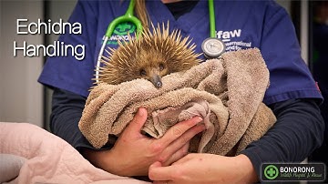 Echidna Handling