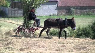 Espinas Faneuse Attelée À Un Âne 2010.