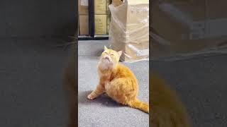 #cat Long tongued cat#catsoftiktok #cat #catvideo #cute #fyp #funnycat