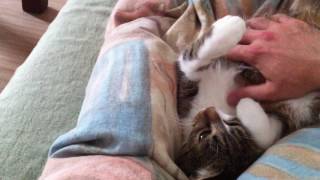 Super cuddly Cat in my Bed ASMR by Cat Therapy 843 views 7 years ago 28 seconds