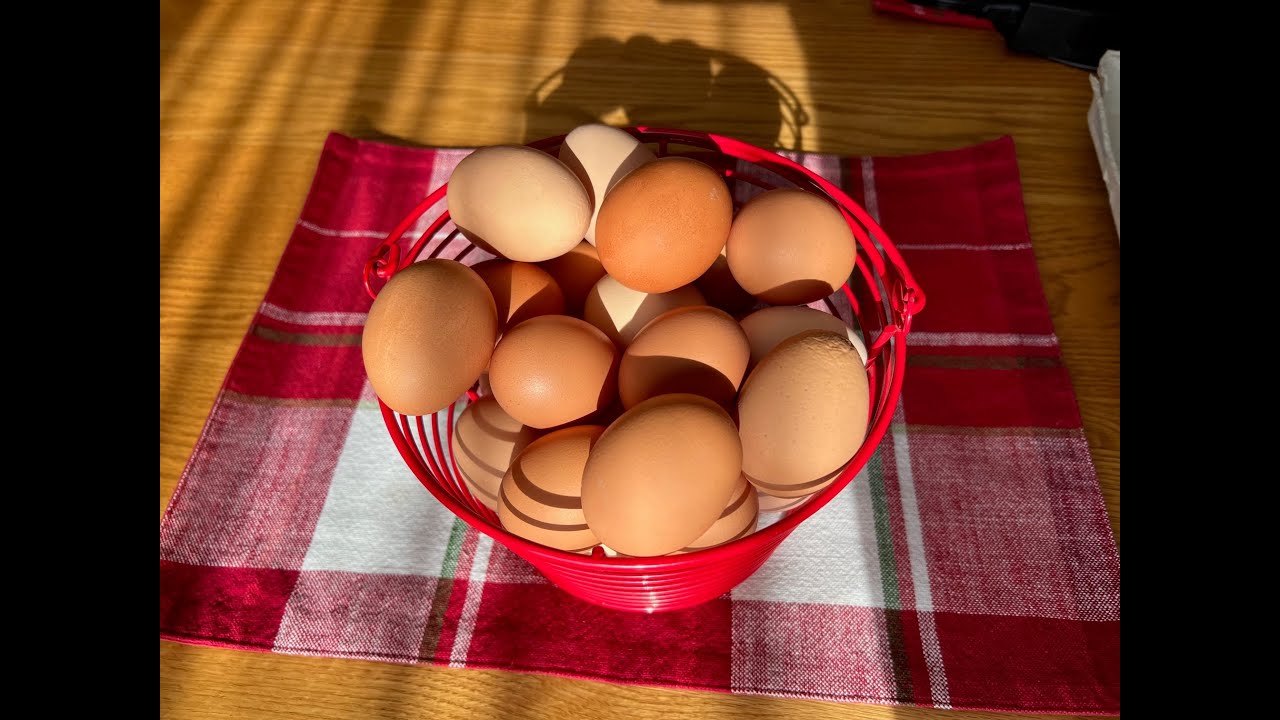 How To Prevent Dirty Chicken Eggs | Easy Tips For Clean Eggs