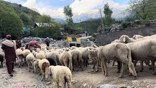 Sheep Migration to Daral Valley Swat