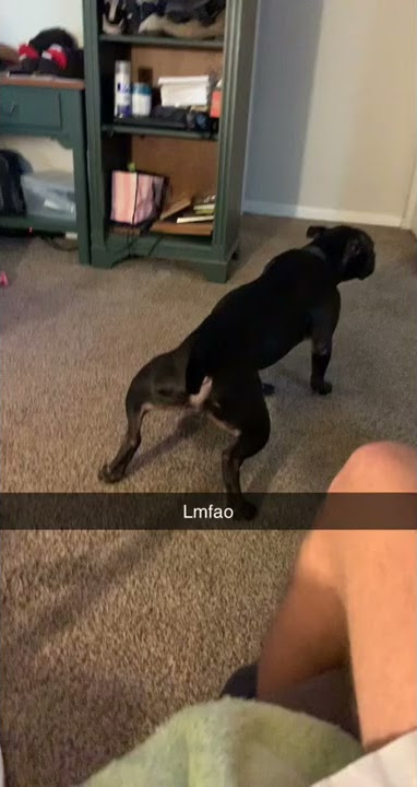 Pit bull dog pees all over carpet. (Owner is very Furious) 😂