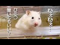 気になる事をズバッと聞いちゃう ゴールデン ハムスターこゆき（笑）