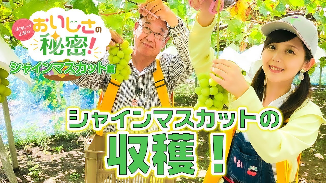 ＪＡフルーツ山梨が教える　おいしさの秘密　シャインマスカット篇（収穫作業）