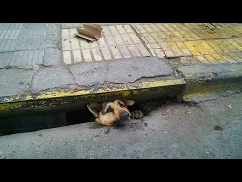 El emotivo rescate de un perro atrapado en una alcantarilla