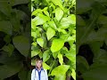 🌿 Chá de Folhas de Limão: O Segredo Para Dormir Bem e Fortalecer a Imunidade! 🍋 #shorts