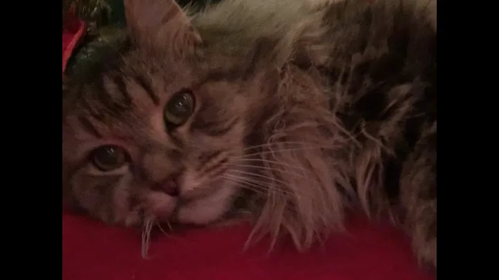 Watch the video about Smokey, forever in our heart 💙