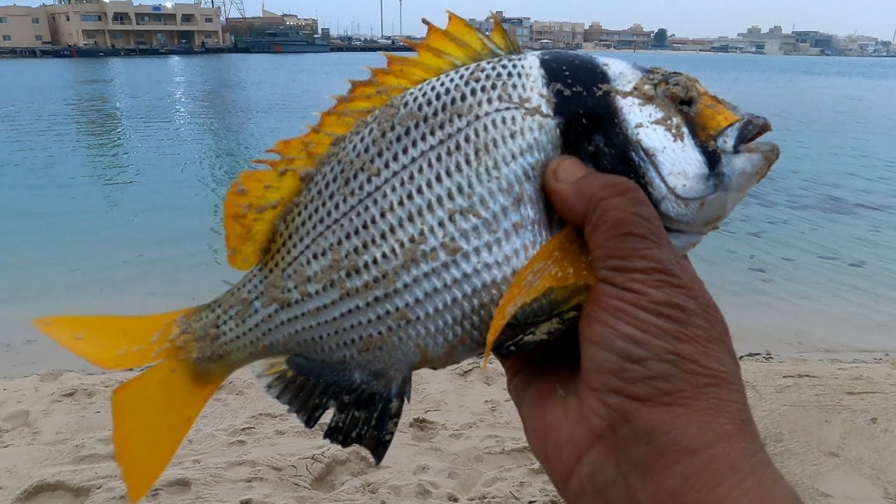 حداق بوناصر العمر  طلعة الشاليه 🎣  منتزه الخيران  من ١٥ إلى ٢٠٢٣/١/١٨ م الكويت 🇰🇼