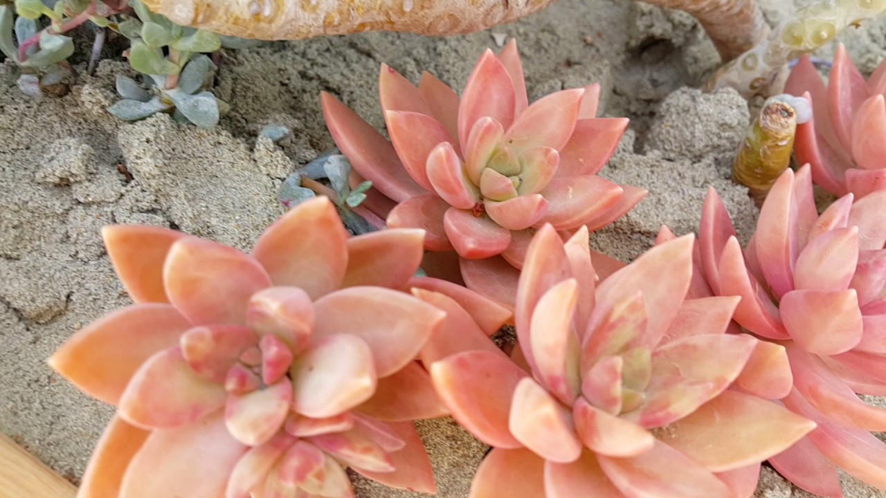 다육이 .고양 국제 꽃 박람회(♡*9)