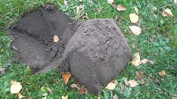 Live dig action!!! Nokta Simplex locks onto a Mercury dime.