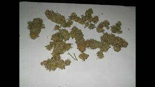 Northern Lights - Jurnal 47