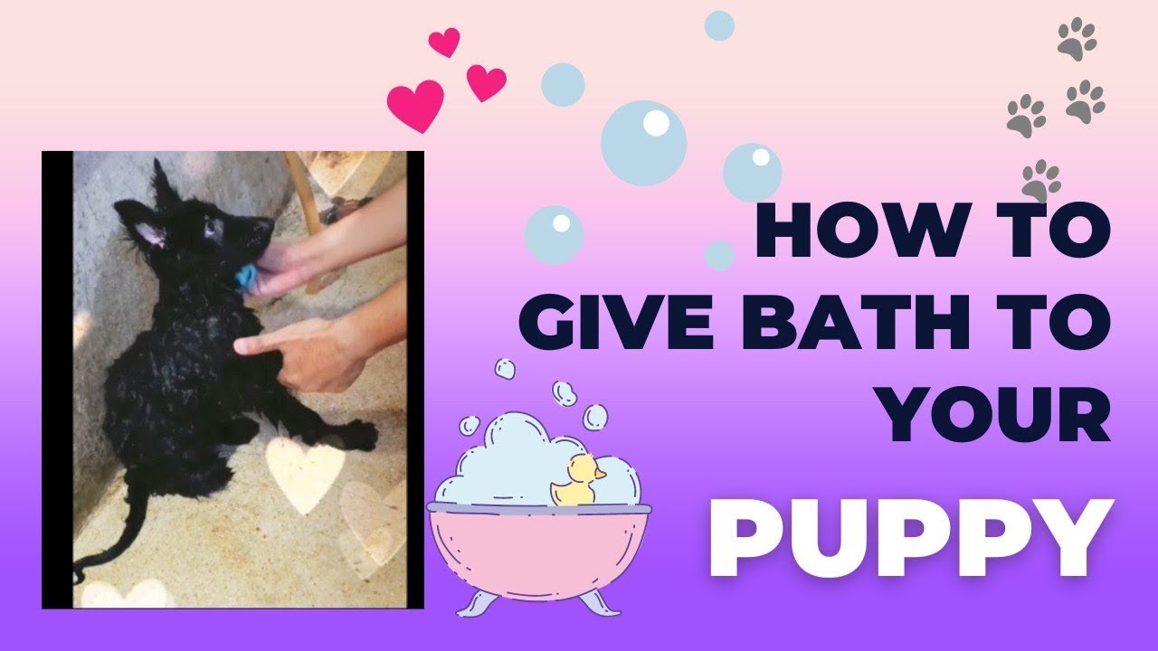 GSD puppy bath day